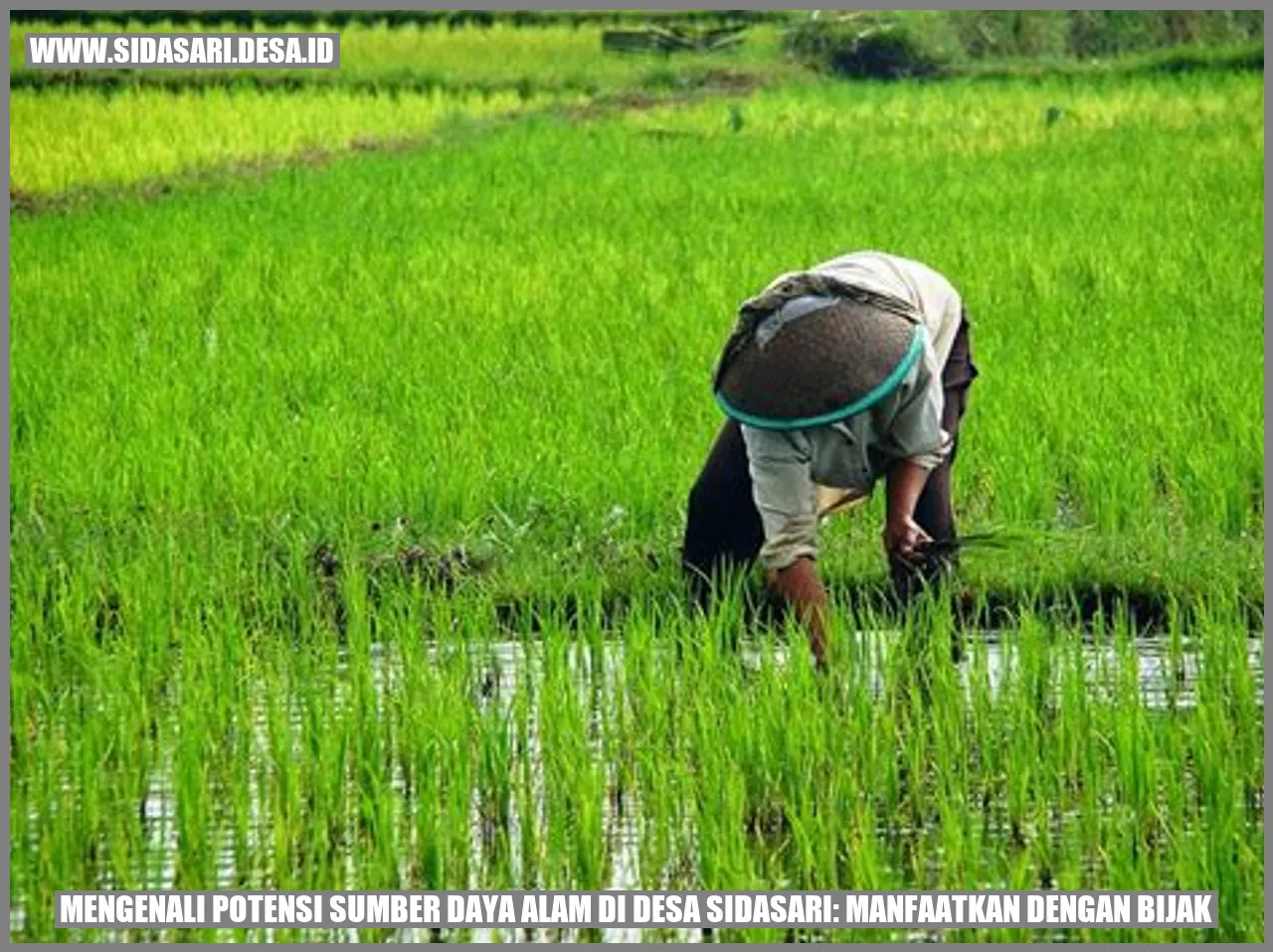 Potensi Sumber Daya Alam di Desa Sidasari