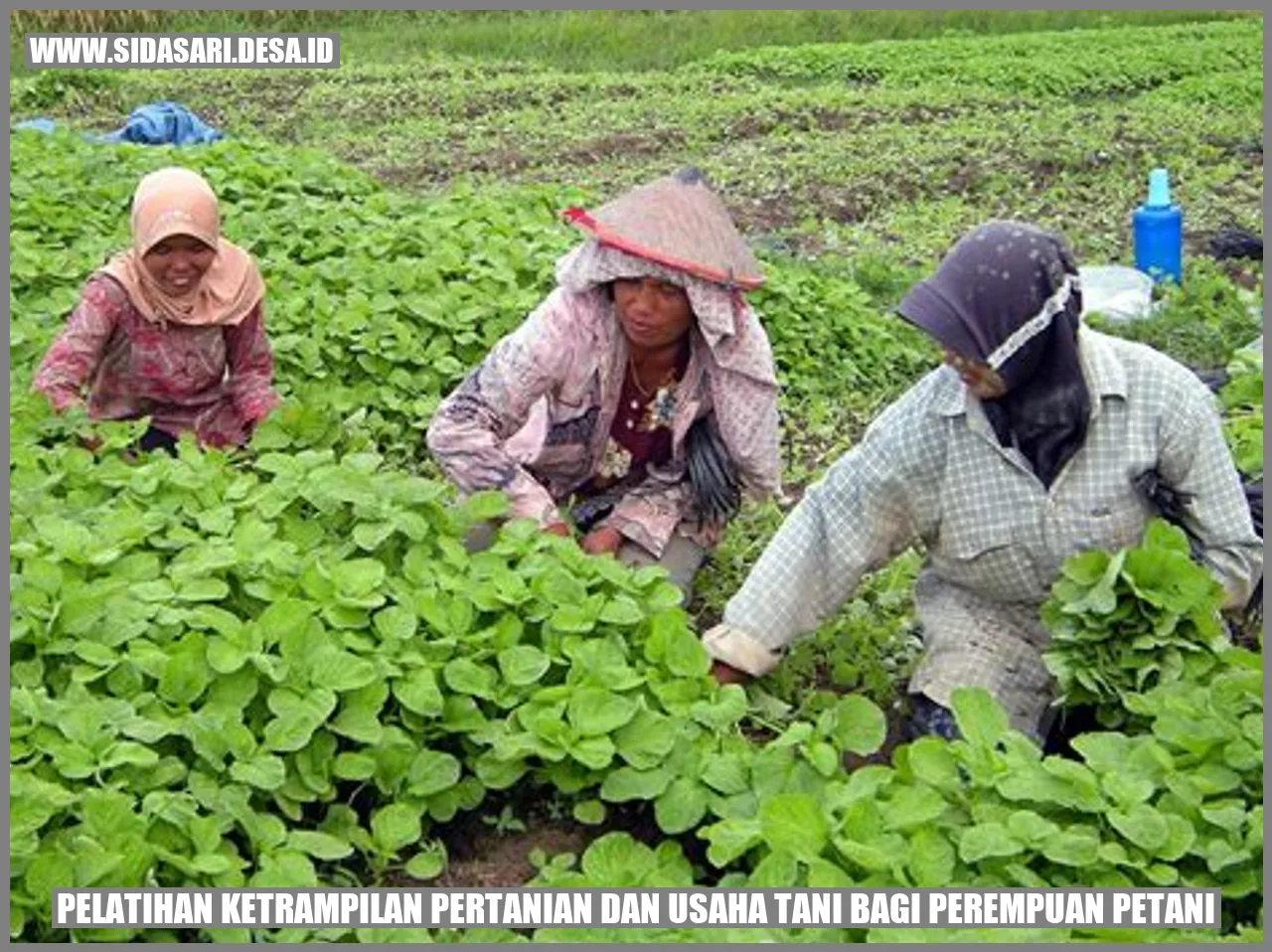 Pelatihan Ketrampilan Pertanian dan Usaha Tani bagi Perempuan Petani