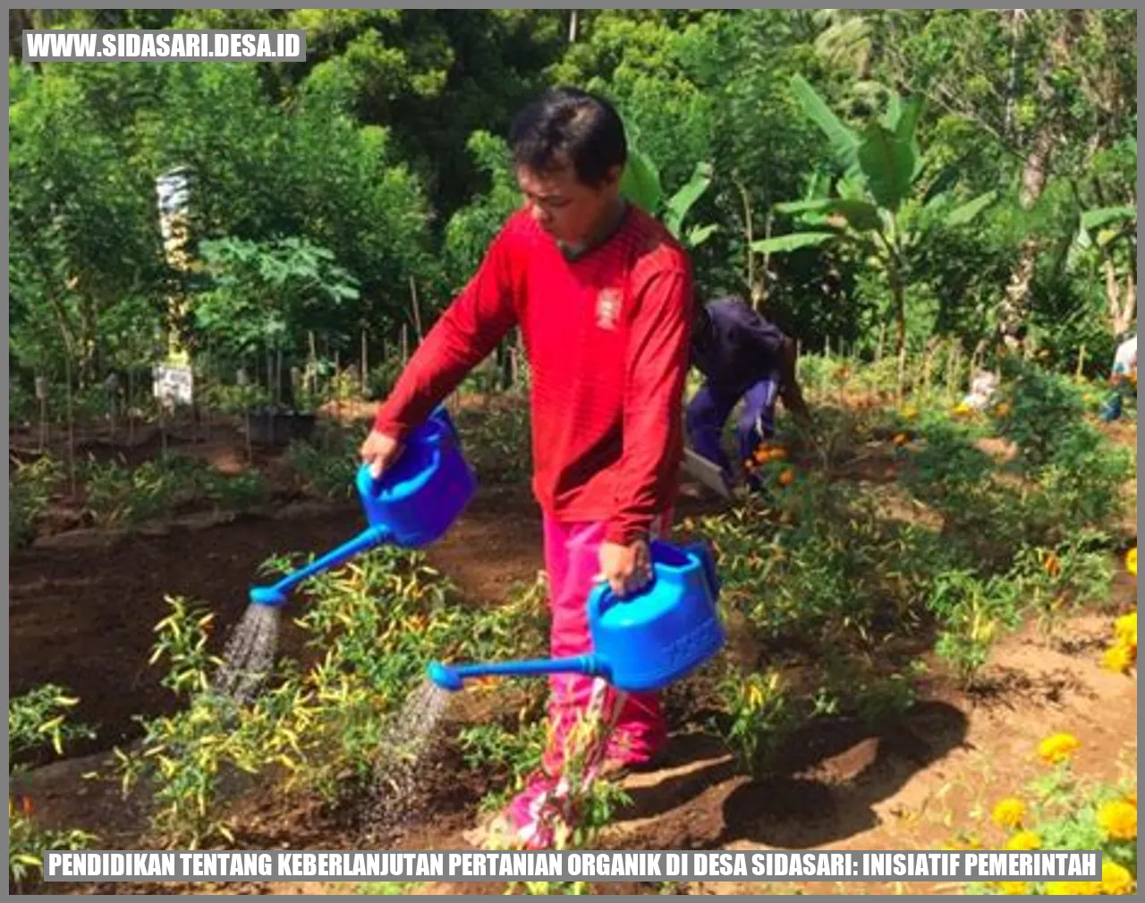 Gambar Pertanian Organik di Desa Sidasari