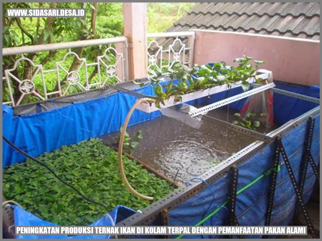 Peningkatan Produksi Ternak Ikan di Kolam Terpal dengan Pemanfaatan Pakan Alami