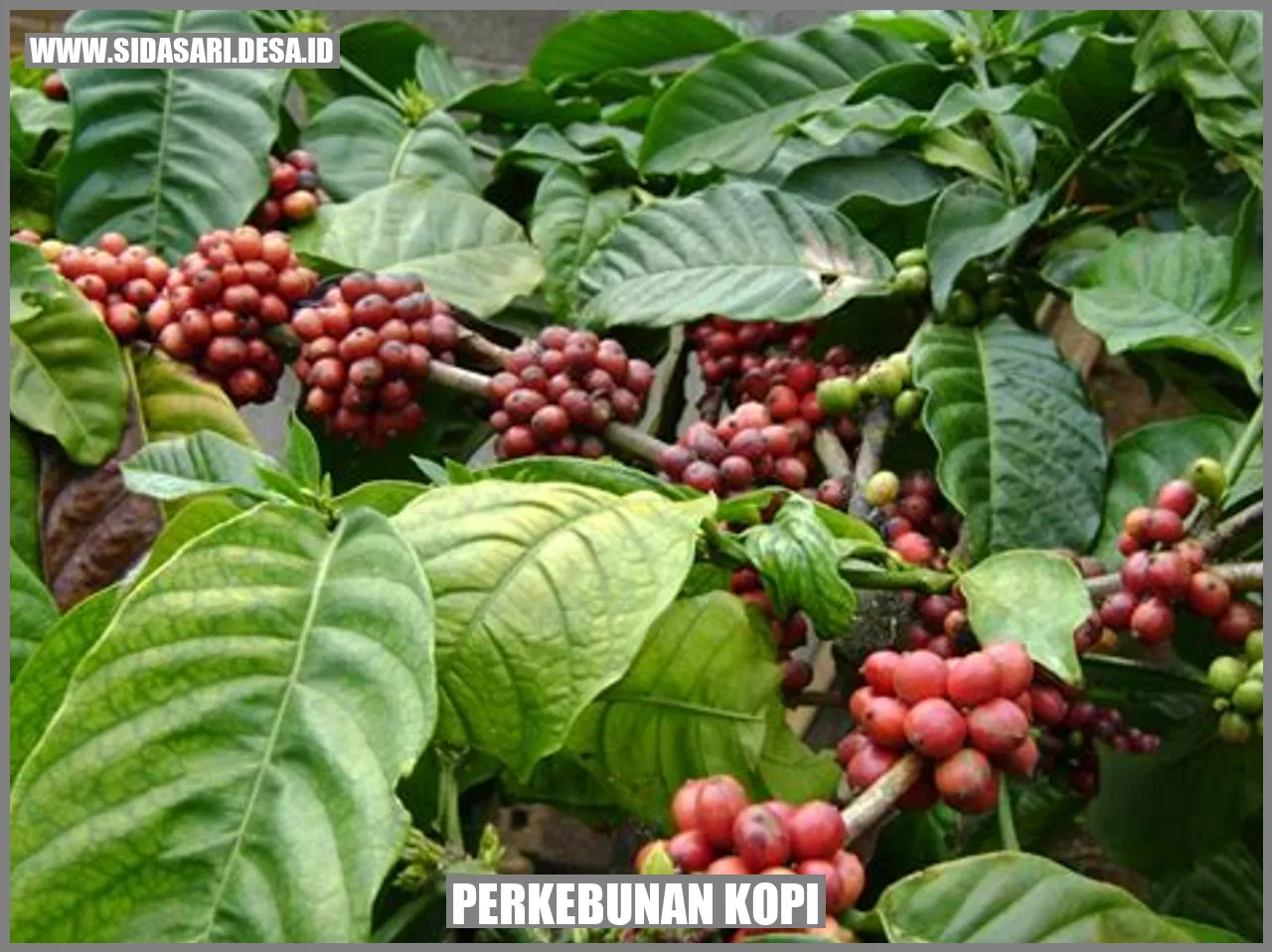 Perkebunan Kopi