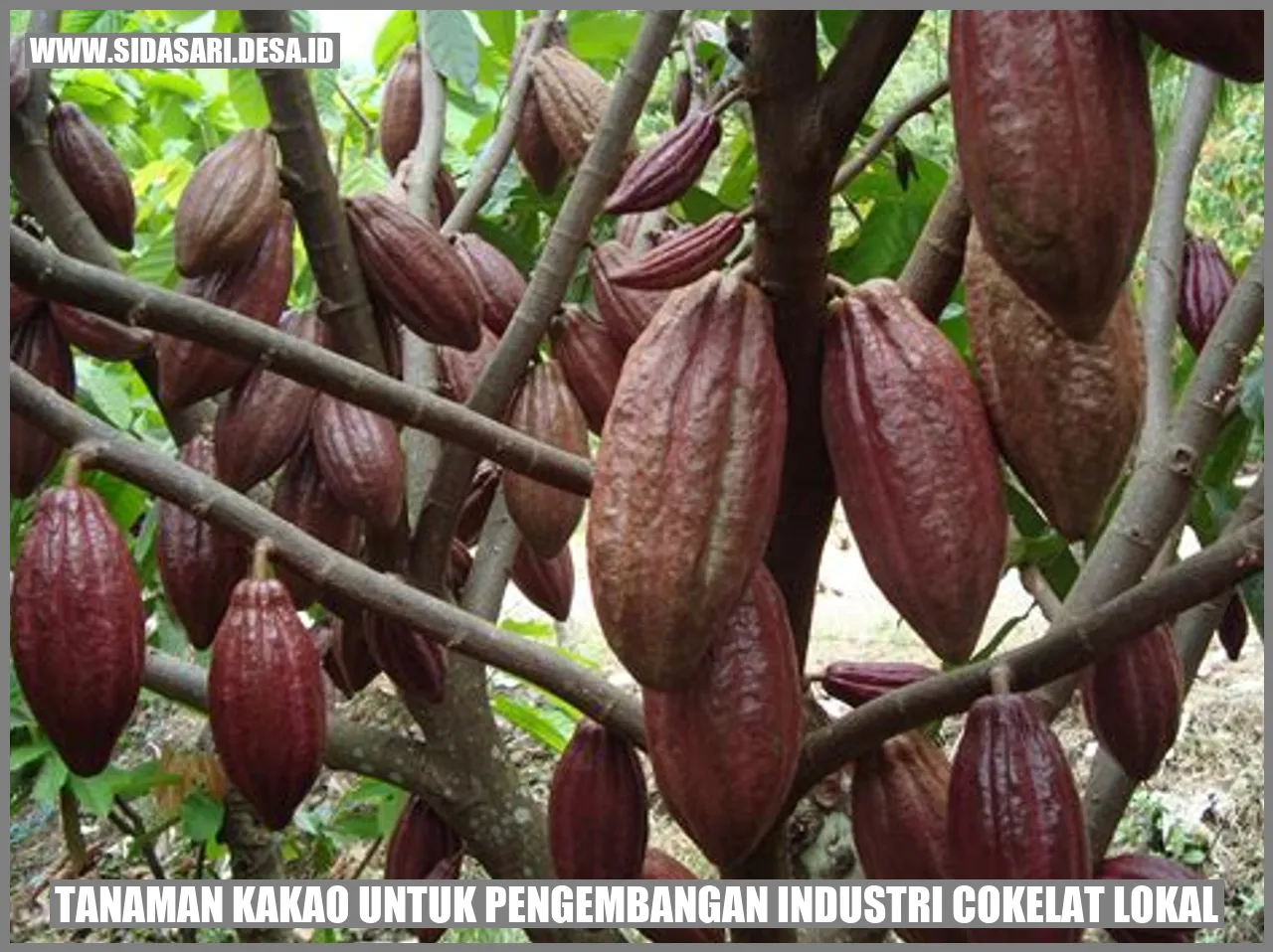 Tanaman Kakao untuk Pengembangan Industri Cokelat Lokal