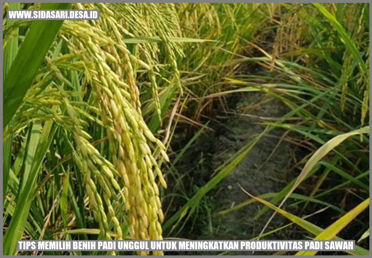 Tips Memilih Benih Padi Unggul untuk Meningkatkan Produktivitas Padi Sawah