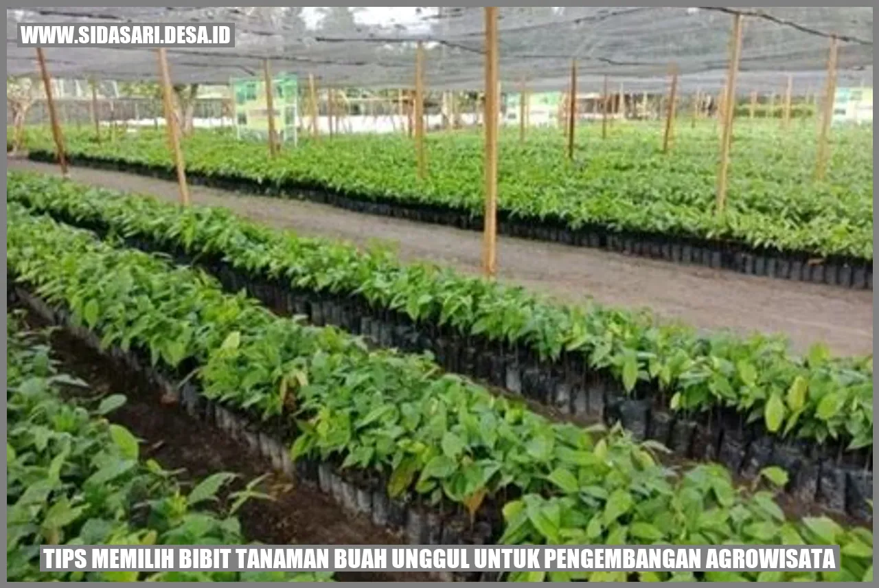 Gambar Bibit Tanaman Buah Unggul